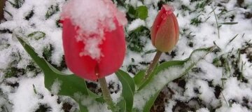 Сніжитиме не лише в Карпатах: прогноз погоди на 19 квітня