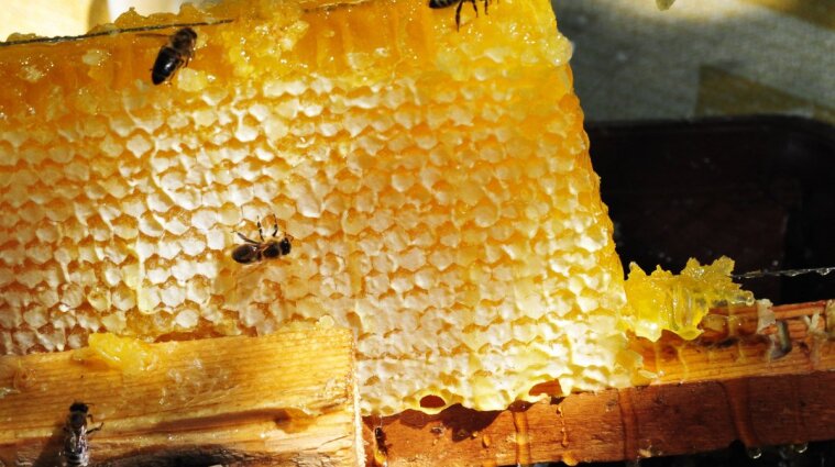 Український мед буде експортуватися до Катару