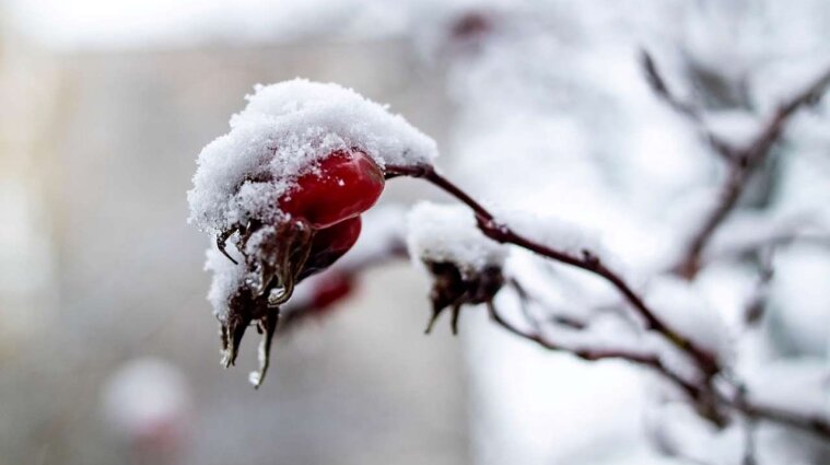 У найближчі три доби в Україні потеплішає до плюс 10 градусів - Укргідрометцентр