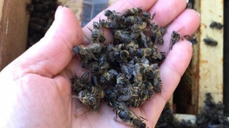 На Закарпатье "воскресли" пчелы, которые погибли из-за Укрпочты
