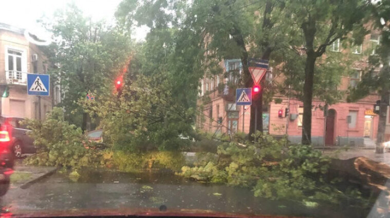 Львовом прошлась мощная буря: попадали деревья и не работает транспорт - фото