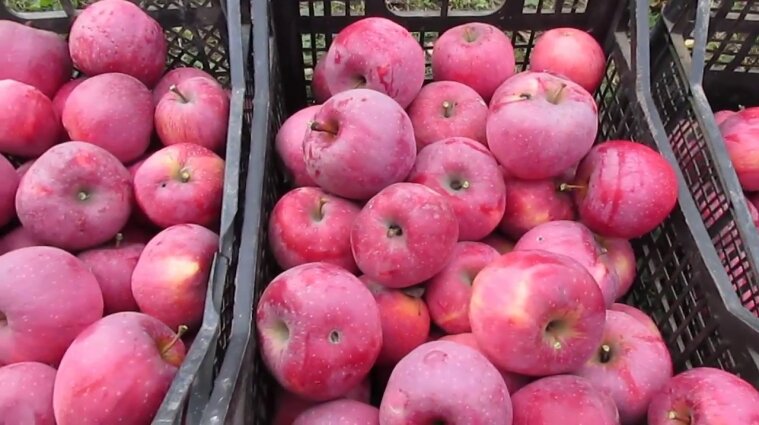 Американські вчені вивели три нових сорти яблук