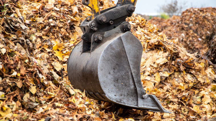 Специальные черви будут превращать опавшие листья в Киеве в удобрение
