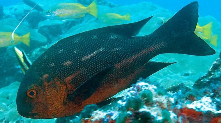 В Австралії упіймали найстарішу рифову рибу – їй був 81 рік