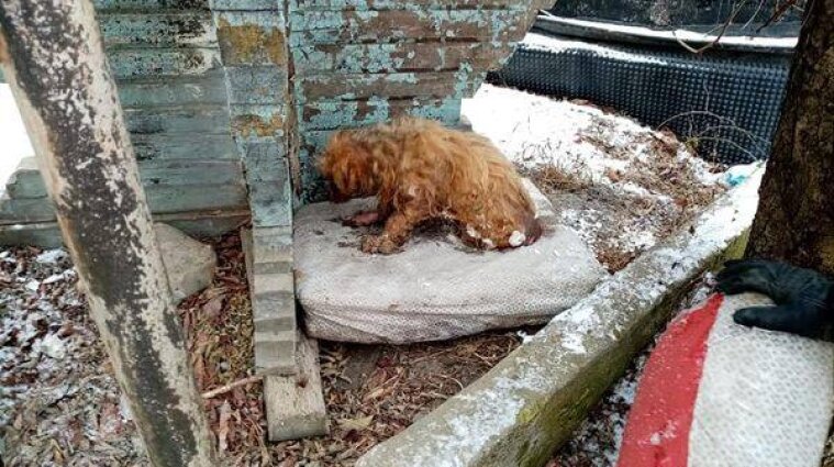 В Івано-Франківській області врятували собаку, який вмерз у кригу