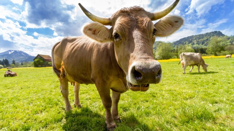 Прыгнула "бомбочкой": в Карпатах корова решила освежиться в бассейне с туристами (видео)