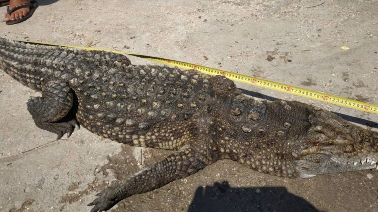 На Арабатской стрелке из воды вытащили крокодила - фото