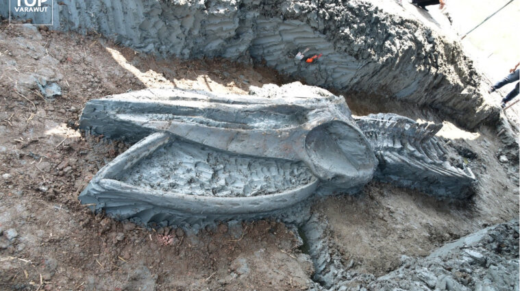 В Таиланде виявили редкие остатки кита - фото