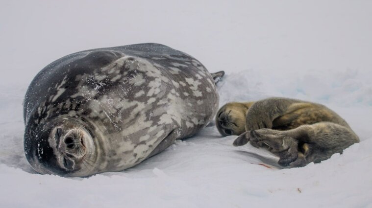 Стали известны имена новорожденных тюленят в Антарктиде - фото