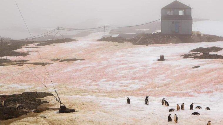 В Антарктиде снег "зацвел" розовым цветом