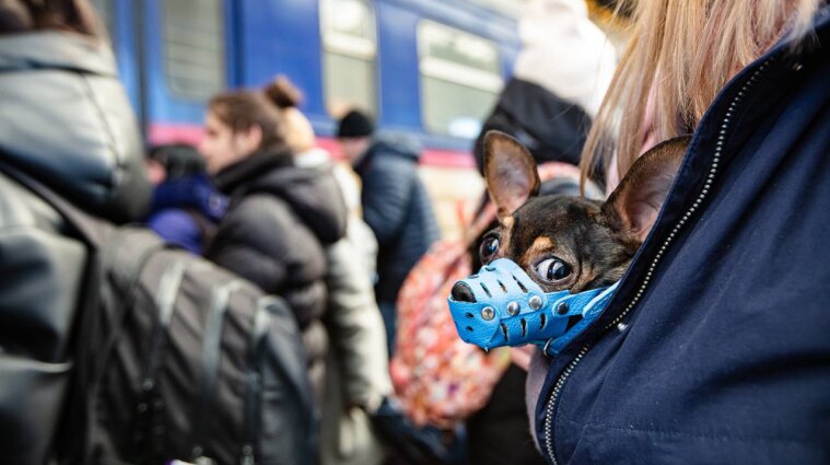 Польща ввела нові правила ввезення домашніх тварин