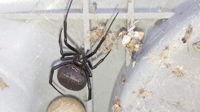 Очень ядовитого паука нашли в Измаиле: прятался возле бассейна (фото)