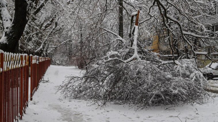 Негода в Одесі: впало майже 500 дерев та обірвались електромережі