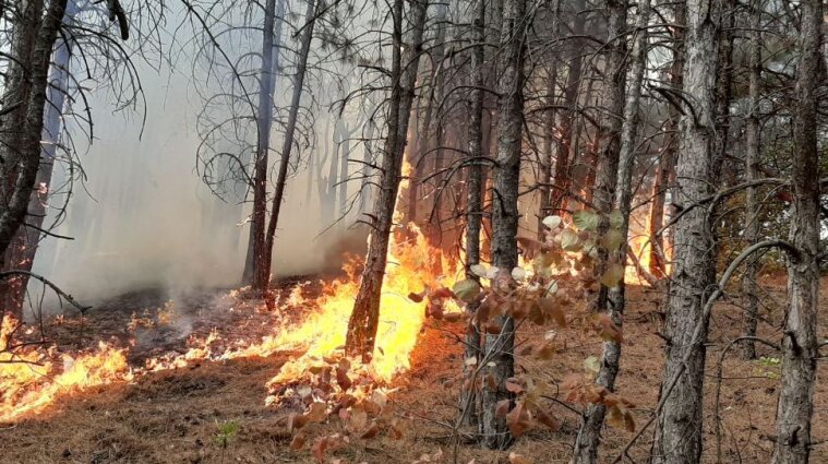 В Донецкой области мощно пылает лес: спасатели тушат огонь