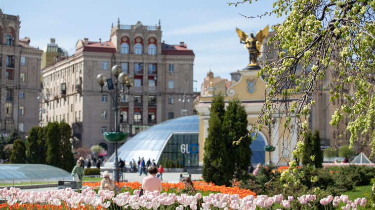 В центре Киева расцвели сто тысяч голландских тюльпанов (фото, видео)