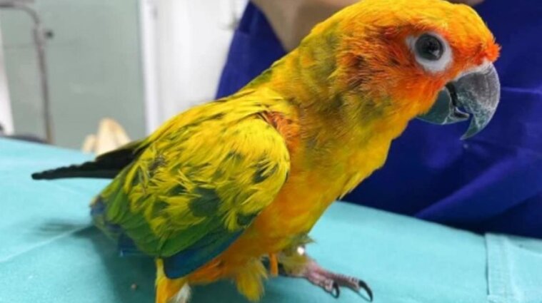 В Таиланде попугай проглотил 21 бриллиант из ожерелья своей хозяйки