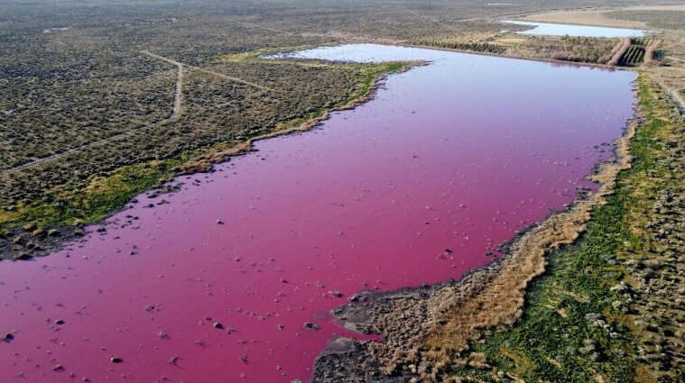 Нашествие мух и страшная вонь: в розовый цвет покрасили отходы реку в Аргентине