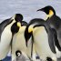 "Миллиард на пингвинов" во время войны: в сети разгорелся новый скандал из-за финансирования украинских арктических экспедиций