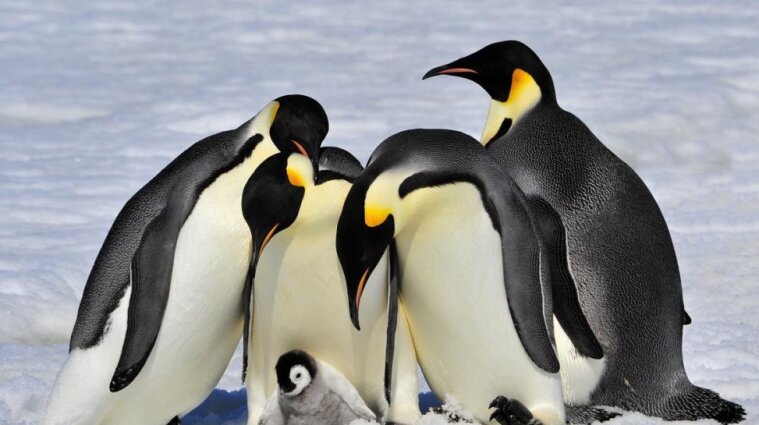 Імператорські пінгвіни можуть опинитися на межі зникнення до 2100 року - вчені