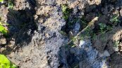 Экологическая беда на Закарпатье от трубы Медведчука