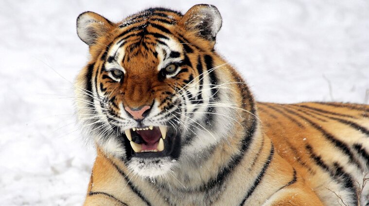 На Чернігівщині у зоопарку тигр загриз доглядальника