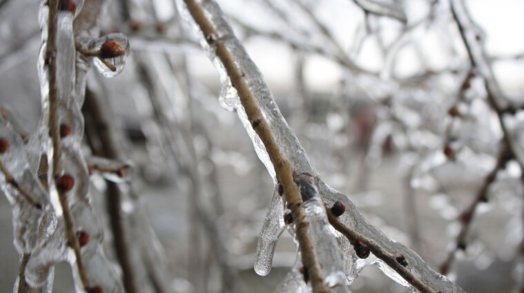 Февральские морозы в Украине повредили плодовые деревья и виноград