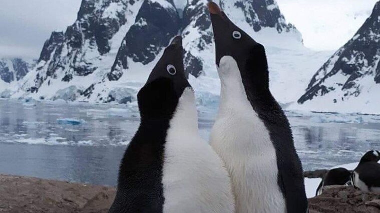 Полярники станції Вернадський розповіли про пінгвінячий бейбі-бум