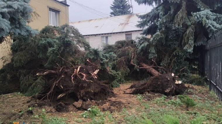 Сильный ветер в Одессе повалил деревья на автомобили - фото