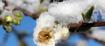 Заморозки в Украине: когда и где будет холоднее всего