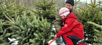 Сезон продажи елок стартовал: почему зеленые красавицы в регионах Украины