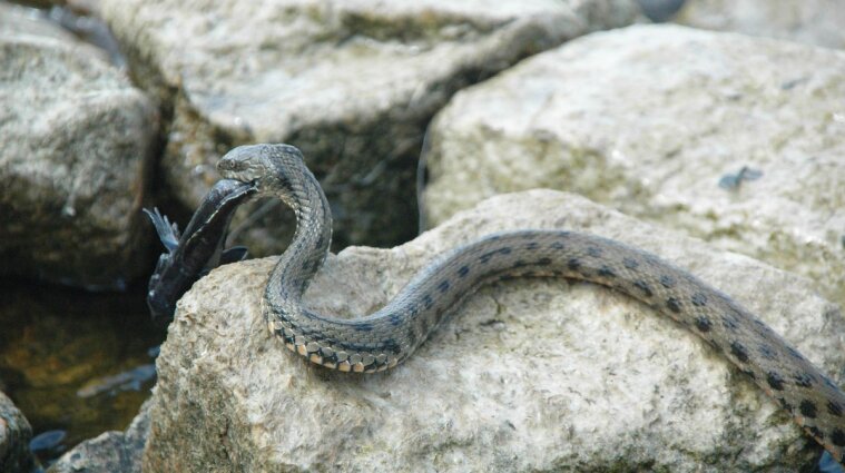 Змії в школі: на Прикарпатті знайшли трьох гадюк