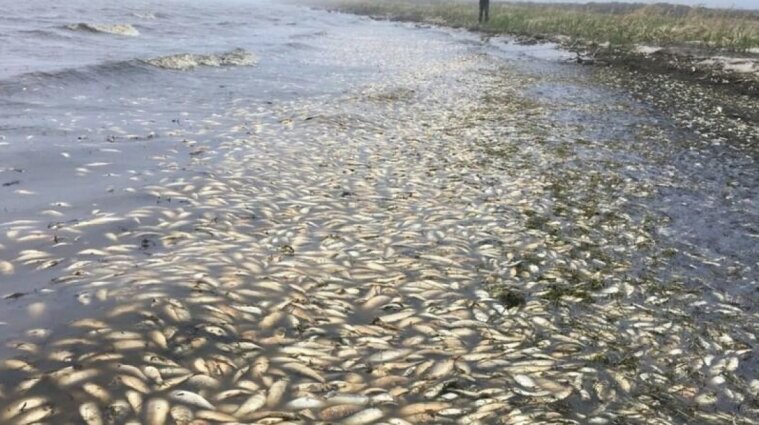 Ботулизм смертелен: в Минздраве напомнили. что собирать и употреблять мертвую рыбу категорически запрещено