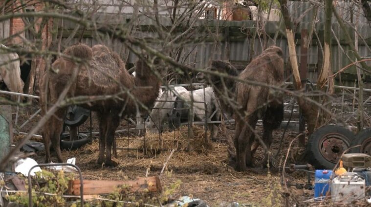 На Харьковщине верблюды поели урожай на сельских полях