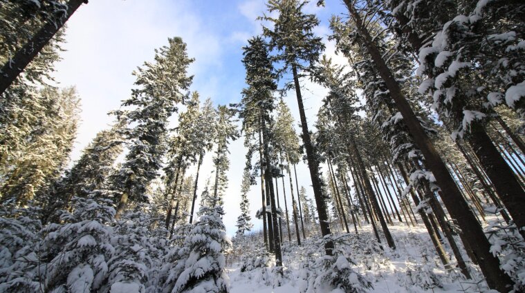 Зима в Украине будет холодной и снежной: метеорологи сделали первые прогнозы