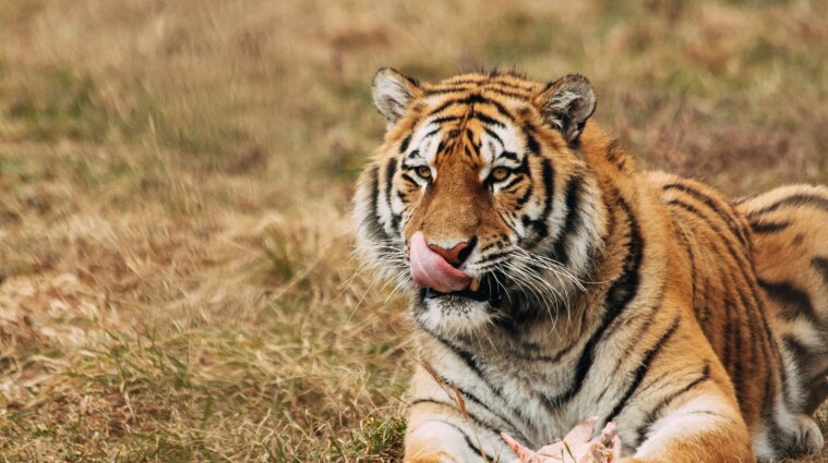 В Індії тигриця розтерзала двох чоловіків, а одного загнала на дерево