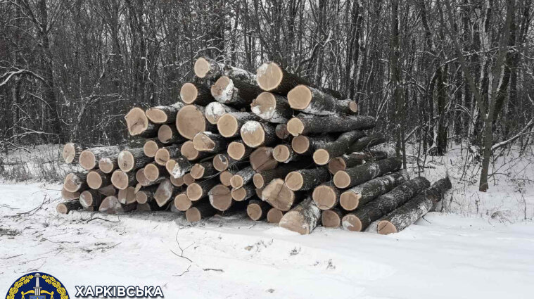 Трьох "чорних лісорубів" на чолі з депутатом міськради судитимуть у Харківській області