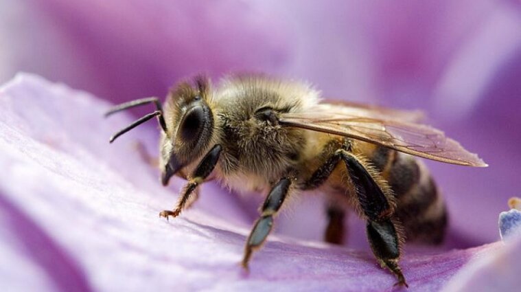 Апітерапія: Чи лікують бджолина отрута і сон на вуликах