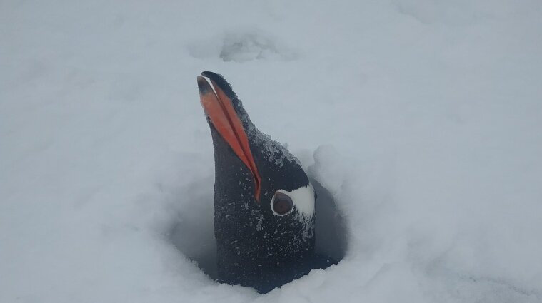Пингвинов засыпало снегом возле станции полярников "Академик Вернадский"