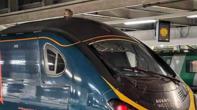 Кошка на два часа остановила скоростной поезд в Лондоне