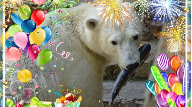 В Николаевском зоопарке белая медведица Сметанка отпраздновала день рождения