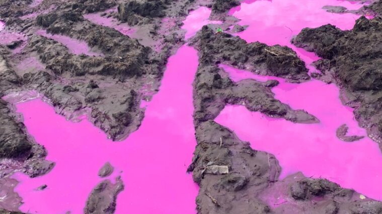 Рятувальники пояснили, звідки взялися рожеві калюжі на Рівненщині (відео)