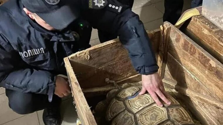Полсотни черепах изъяли полицейские с выставки в Хмельницкой области