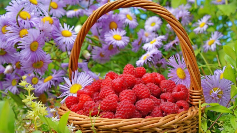 Месяц цветов и ягод: календарь огородника на июль-2022