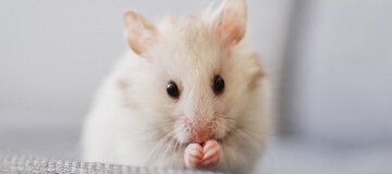 Ученые нашли у мышей ген вечной молодости: говорят, он есть и у людей