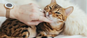 Як визначити, скільки років коту: пояснення ветеринара