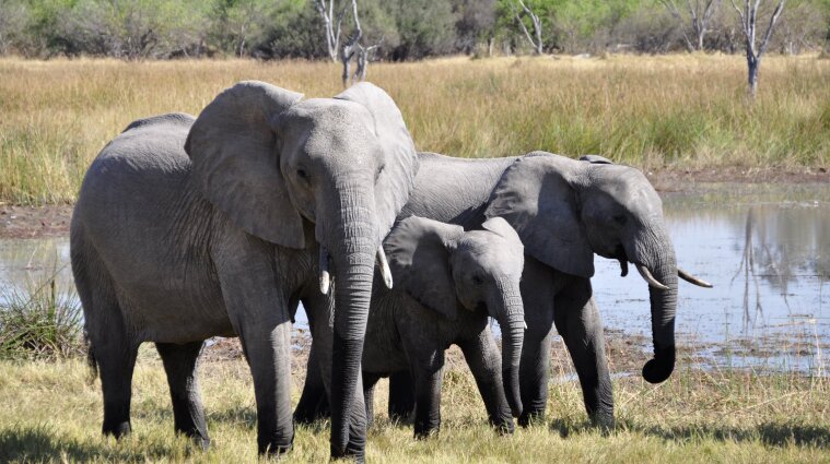 В Намибии на аукционе продадут 170 слонов