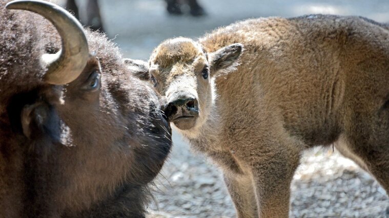 Бізони у Київському зоопарку привели потомство - фото