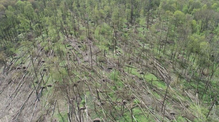 У Житомирській області смерч зруйнував 20 гектарів лісу