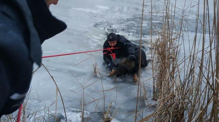 Спасатели в Днепре вытащили пса, провалившегося под лед - фото