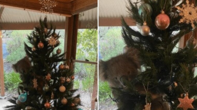 Семь в Австралии нашла на своей рождественской елке коалу - видео